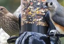 Best Bird Feeders