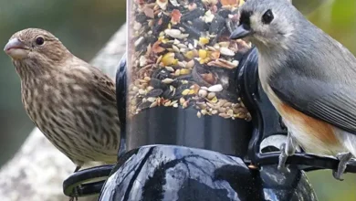 Best Bird Feeders