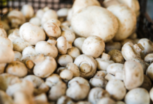 mushroom farming