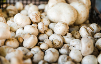 mushroom farming